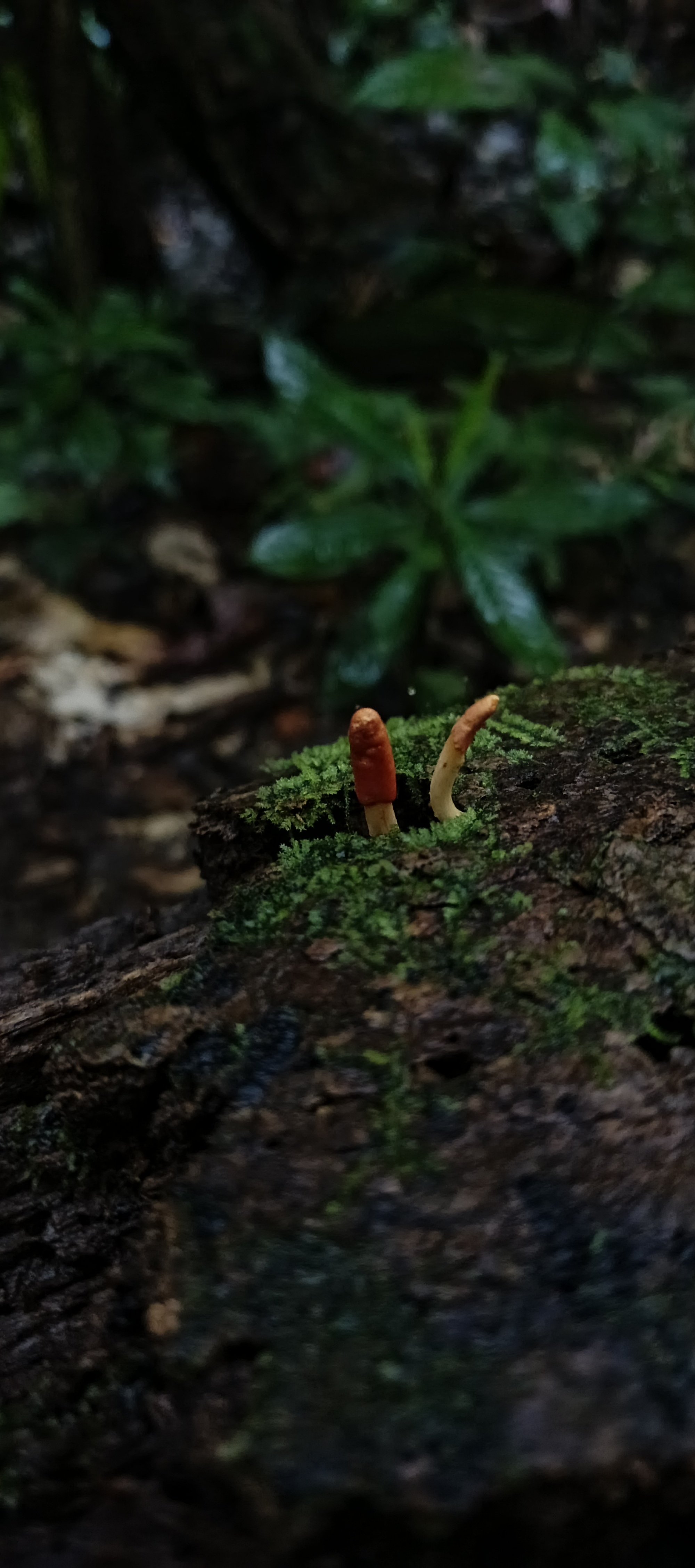 Two small red-tipped club fungi emerging from bright green moss on decaying wood.