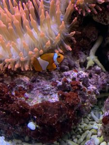
Clownfish swimming among the pink tentacles of a sea anemone in a coral reef aquarium.