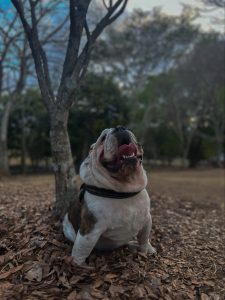 A stocky bulldog sits on a bed of dry leaves in a park, looking upward with its tongue out and a happy expression. Trees and a softly blurred natural background surround the dog.