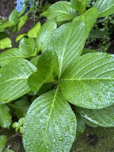 Close Up Photography of Green Leaves with Rain Drops on Leaves.