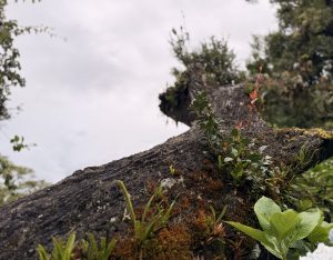 Close-up of an old tree trunk covered with green moss and small plants.