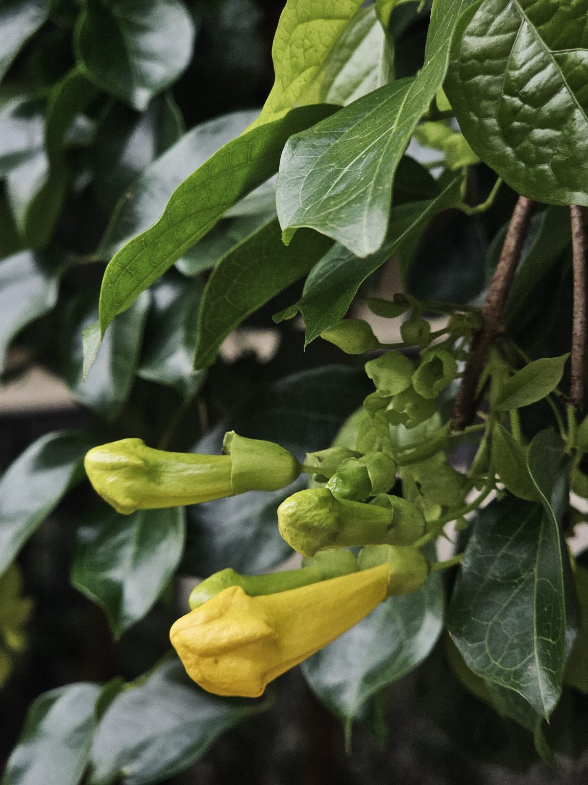 Bright yellow flower buds of Cat's Claw Creeper begin to bloom among rich green leaves. The close-up captures the fresh beauty of nature and the promise of flowers soon to open. Captured in Nadakkavu, Kozhikode, Kerala.