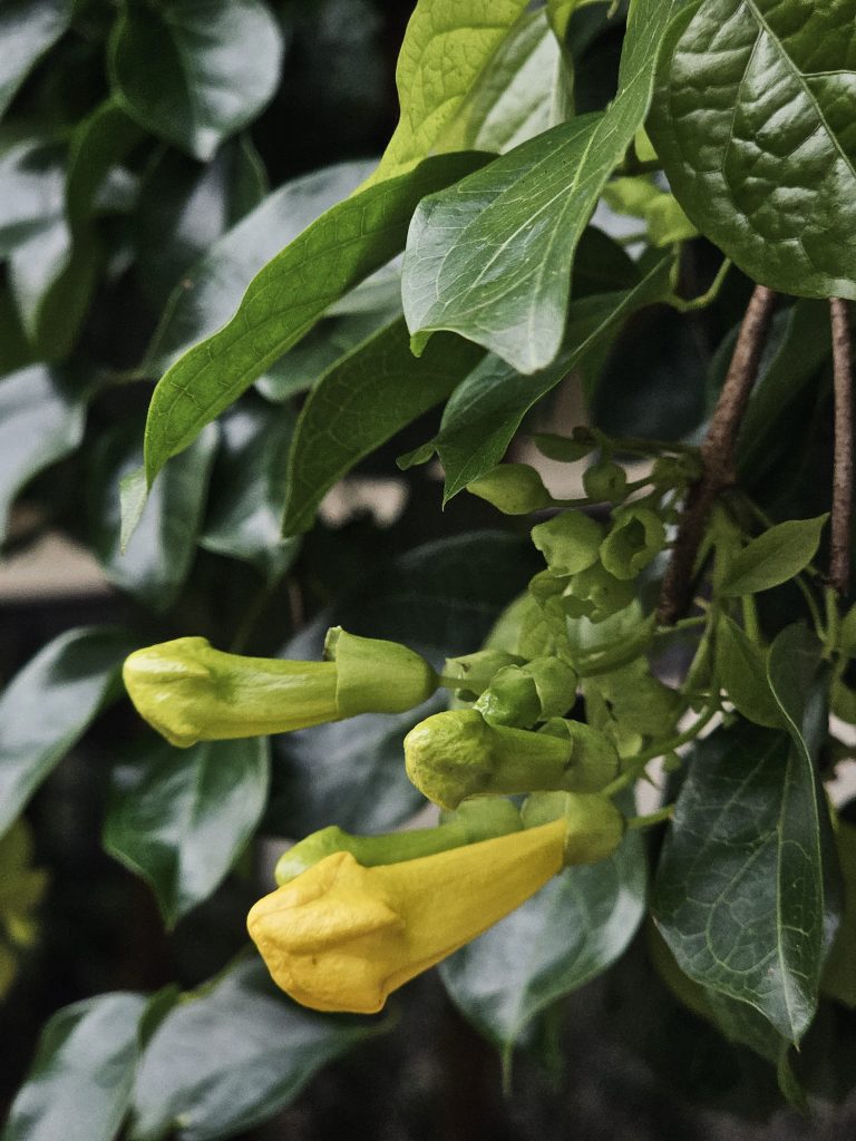 Bright yellow flower buds of Cat's Claw Creeper begin to bloom among rich green leaves. The close-up captures the fresh beauty of nature and the promise of flowers soon to open. Captured in Nadakkavu, Kozhikode, Kerala.
