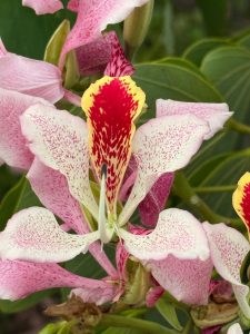 A close-up view of a delicate flower with multiple petals. The main flower has a central structure that is yellow with red markings that form a striking pattern. Surrounding this central part are several petals in soft shades of pink, each sprinkled with tiny darker pink spots. The flower’s curves and textures create a visually rich appearance, set
