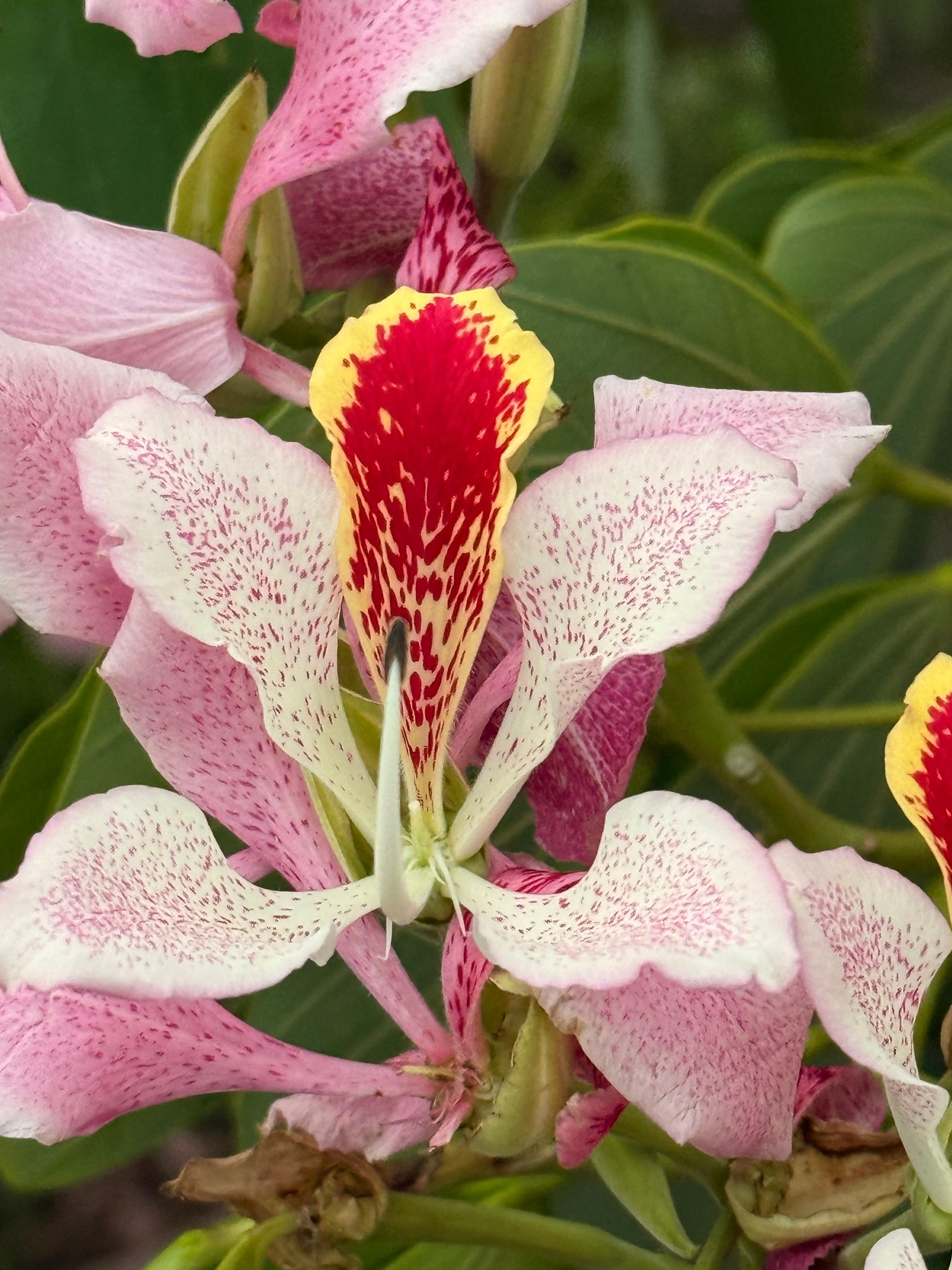 A close-up view of a delicate flower with multiple petals. The main flower has a central structure that is yellow with red markings that form a striking pattern. Surrounding this central part are several petals in soft shades of pink, each sprinkled with tiny darker pink spots. The flower’s curves and textures create a visually rich appearance, set