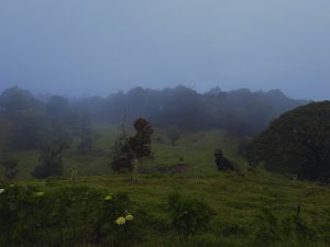 Mist-covered mountain landscape with rolling green hills and a cloud forest.