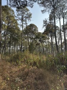 Sunlit forest with tall, thin trees and dense undergrowth of brown grass and green shrubs