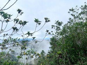 Misty forest landscape with native vegetation and low clouds drifting through the hills.
