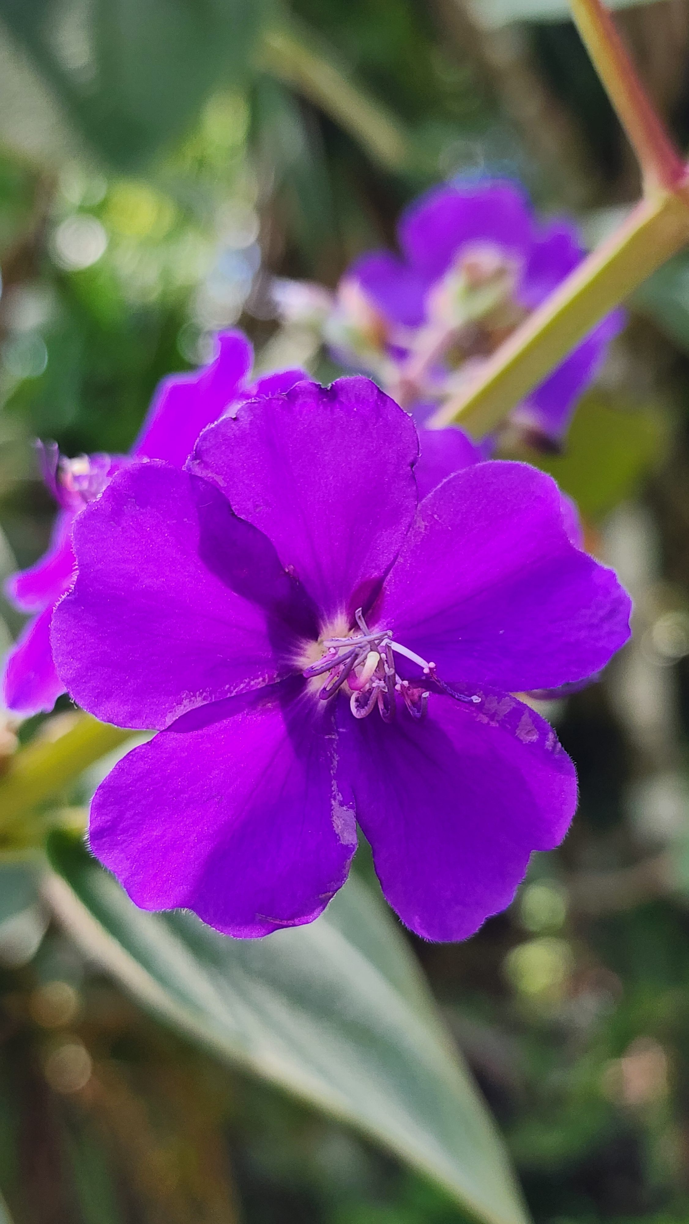 A vivid purple bloom with five velvety petals radiating from a delicate white and pink center. Fine stamens curl gracefully in the middle, catching the light. The background shows soft green leaves and blurred foliage, highlighting the flower’s rich color and tropical elegance.