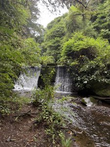 Small waterfall surrounded by lush cloud forest in Costa Rica