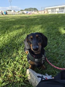 Playful dachshund enjoying a sunny grass patch.