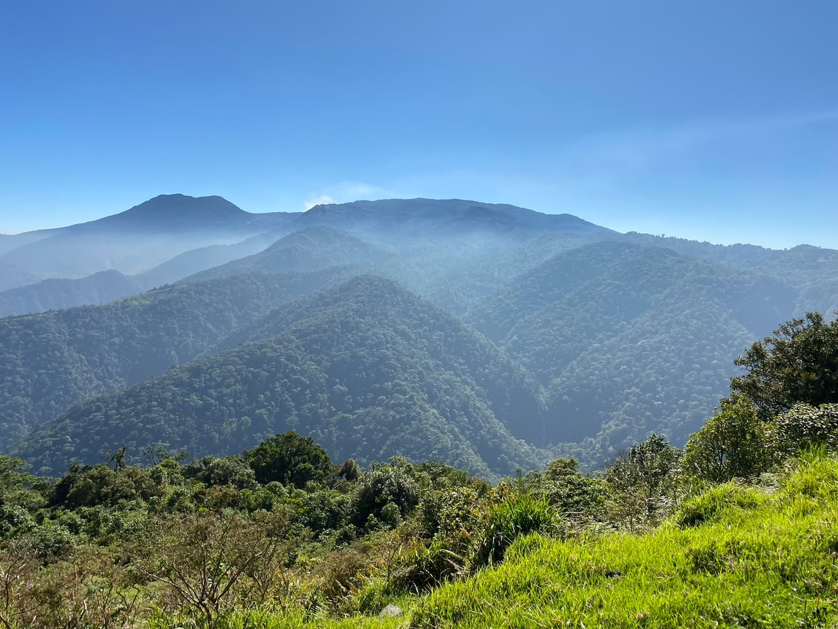 A panoramic view of layered green mountains stretches into the distance under a clear blue sky. The foreground features lush, vibrant grass and clusters of dense vegetation. The mountains, covered in thick trees, create a beautiful gradient of greens, with some peaks slightly shrouded in soft, hazy mist. The sunlight casts gentle shadows, highlight