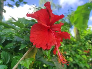 A vibrant red double-layer hibiscus flower blooming outdoors with long yellow-tipped stamen against green foliage and clear sky.
