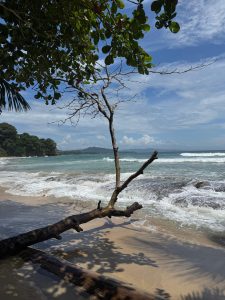 Scenic beach with gentle waves, a fallen tree trunk on the sand, and leafy branches providing shade.
