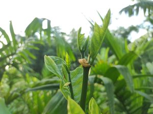 A close-up of fresh green leaves and a new shoot on a young jackfruit tree, with a blurred background of green plants and trees.
