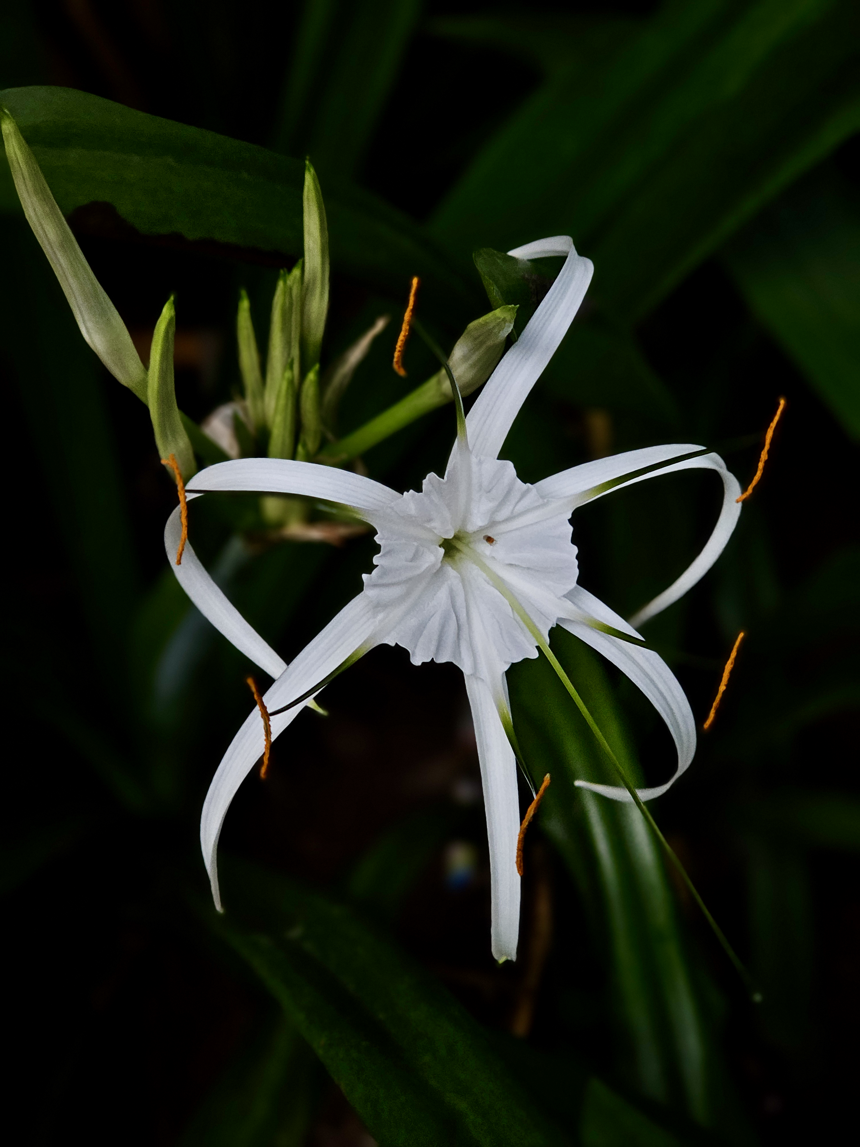 A delicate white spider lily blooms against a dark green background, with long graceful petals and bright orange stamens creating a striking natural contrast. Captured in Nadakkavu, Kozhikode, Kerala.