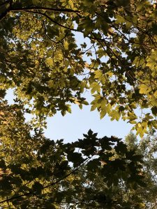 Sunlight shining through green maple leaves against a clear blue summer sky
