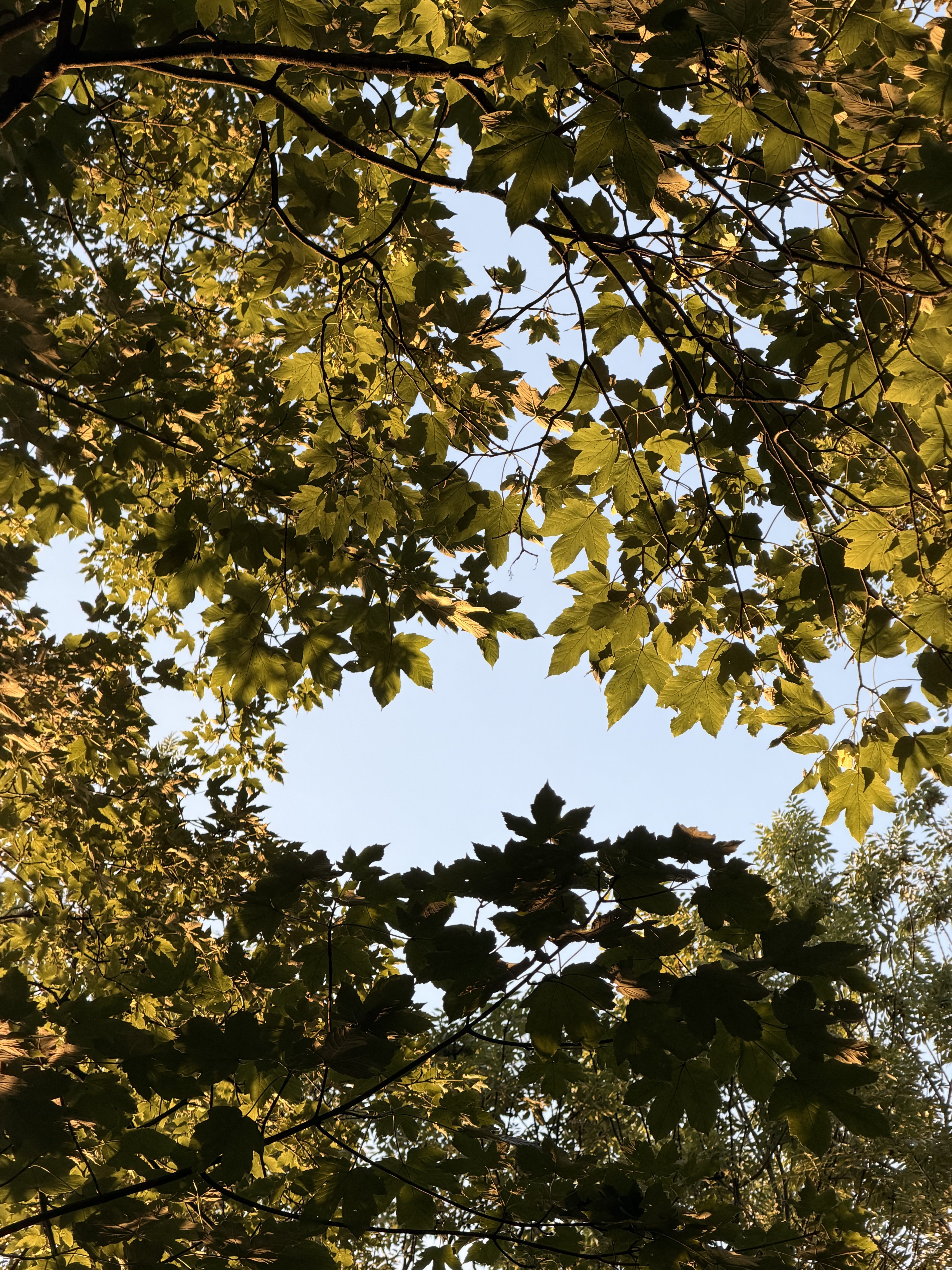 Sunlight shining through green maple leaves against a clear blue summer sky