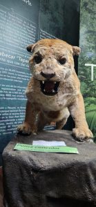 
Puma concolor exhibit with a native mountain lion.