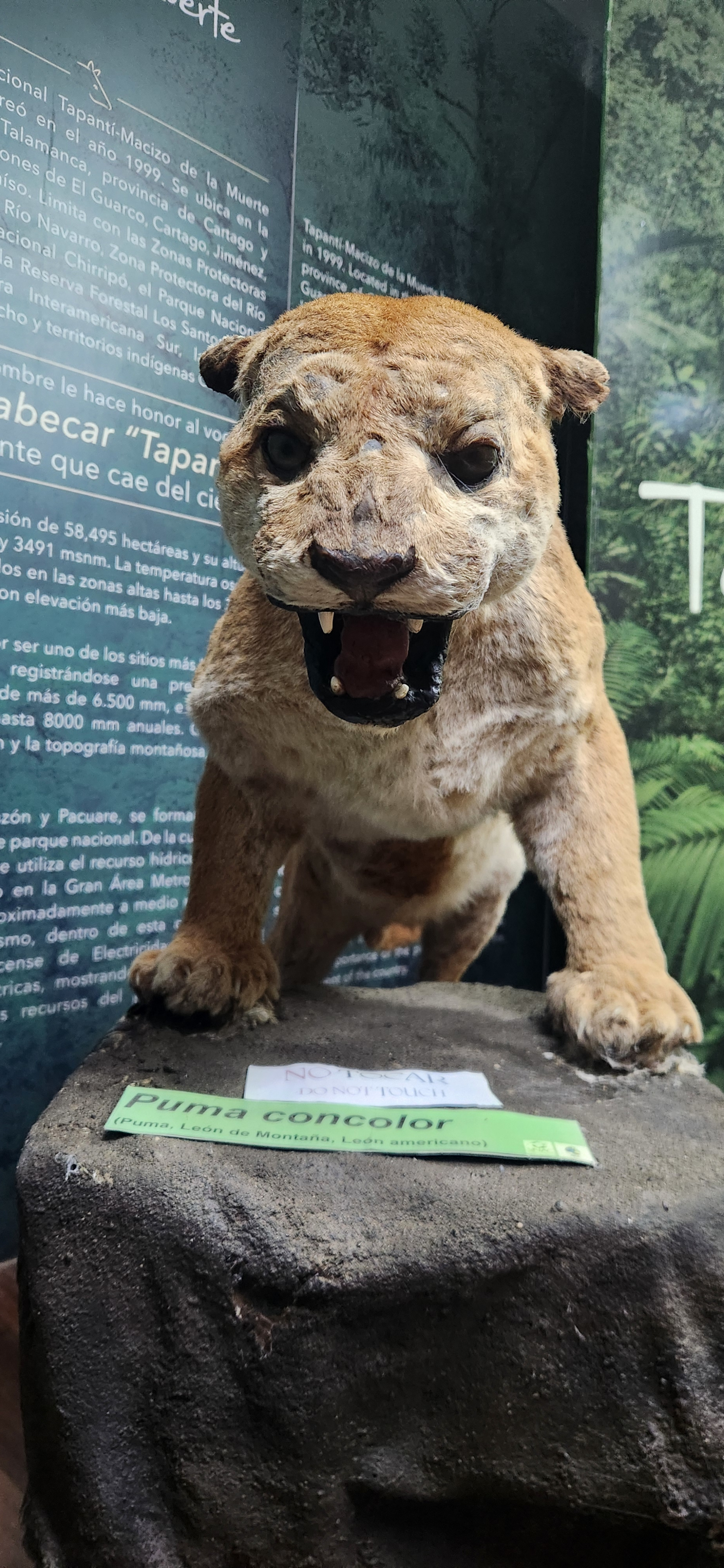 Puma concolor exhibit with a native mountain lion.