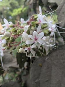 Close-up of delicate white and pink flowers with long, thin stamens against a blurred, green leafy background, conveying a serene, natural vibe.
