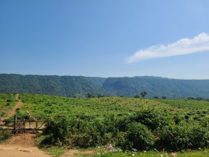 Lush green rolling hills under a bright blue sky with a distant mountain range in the background.
