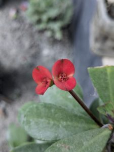 Close-up of two vibrant red flowers with small, rounded petals on a green succulent plant. The background is blurred, creating a soft, serene tone.
