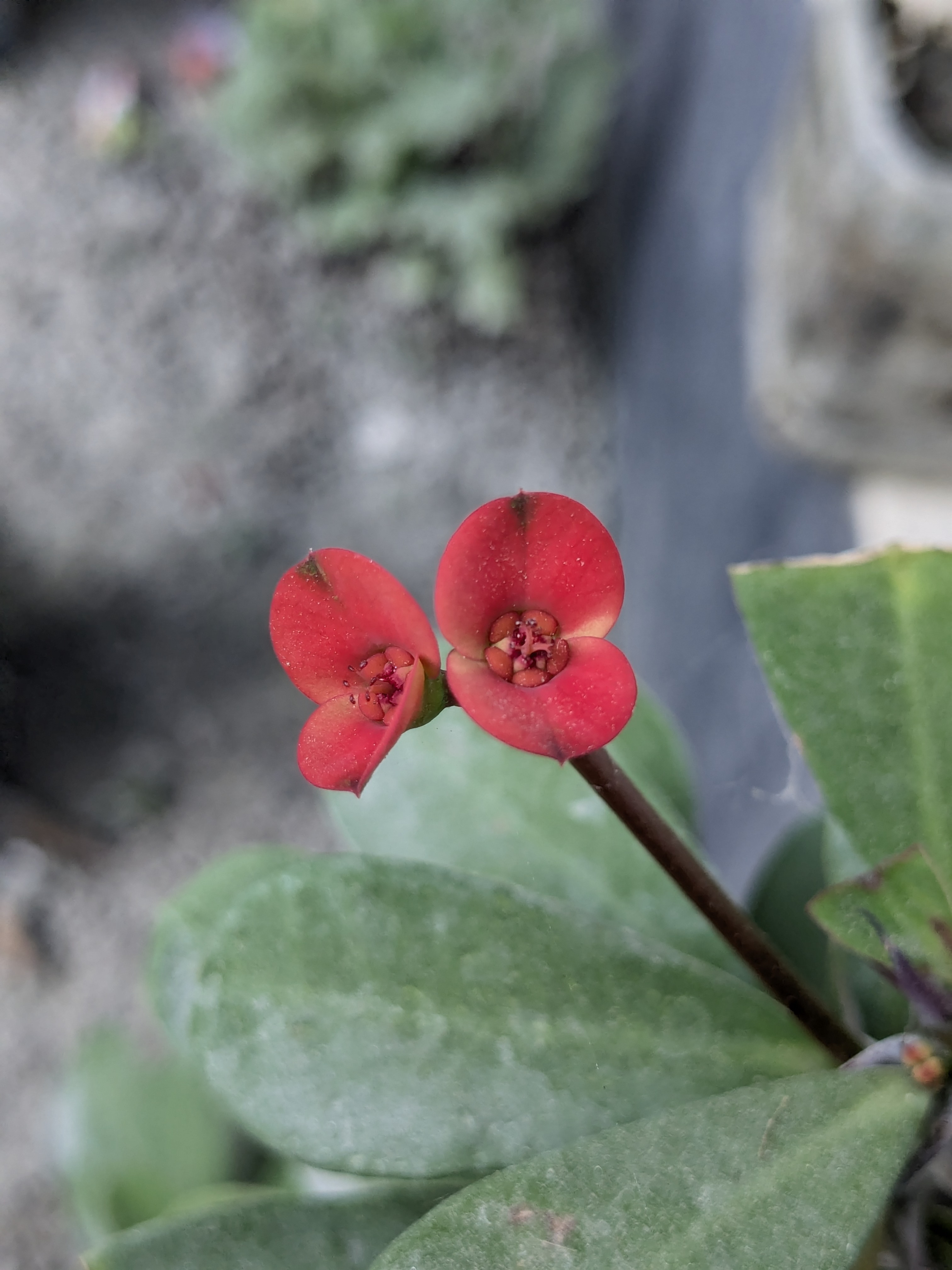 Close-up of two vibrant red flowers with small, rounded petals on a green succulent plant. The background is blurred, creating a soft, serene tone.