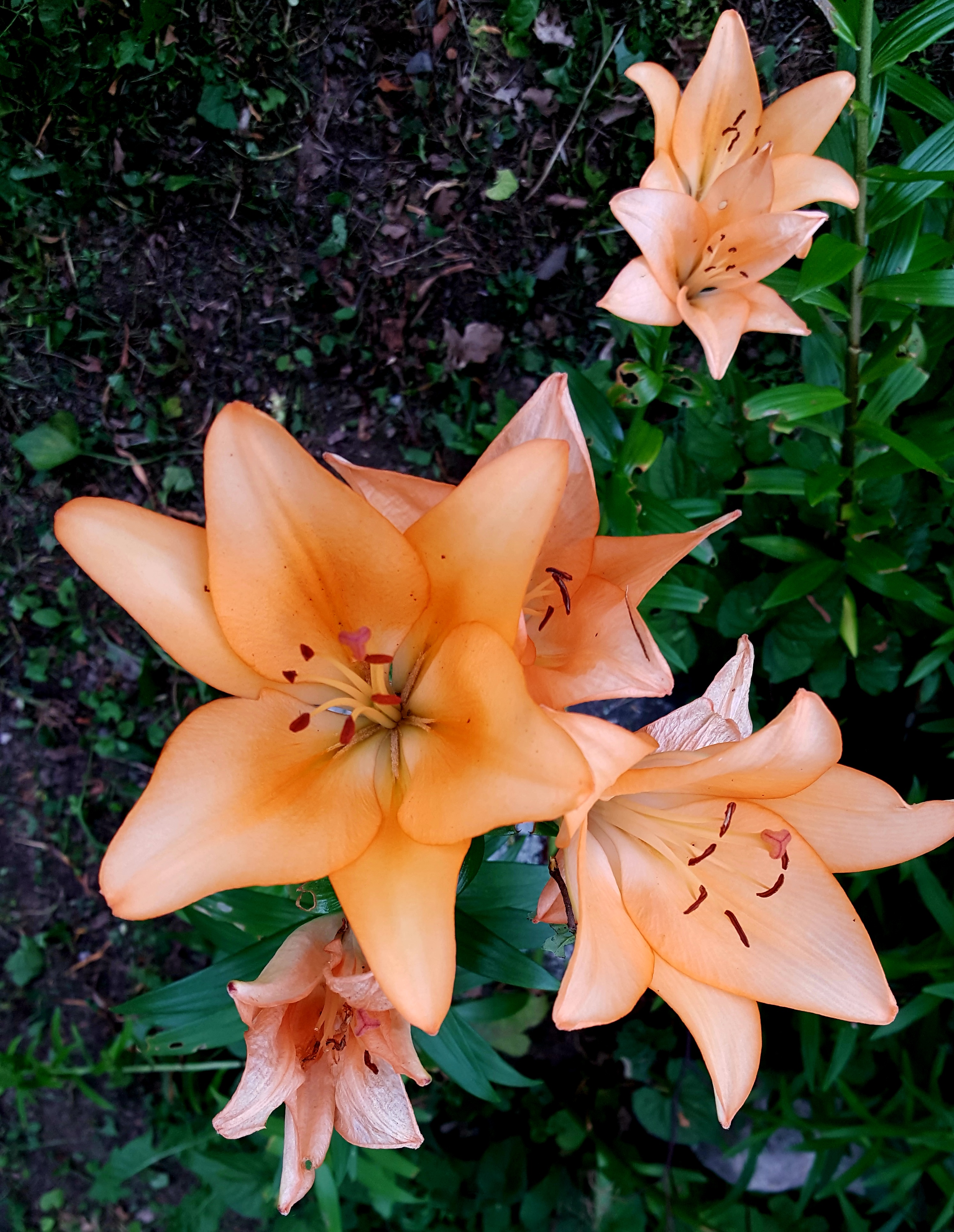 Bright orange lilies in full bloom, each with six smooth petals and dark stamens, surrounded by green leaves against a soft natural background.