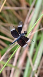 Dragonfly with black-and-white banded wings resting on a slender green grass stem, with delicate wing patterns and a softly blurred natural background highlighting the insect.
