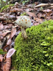 Wild white mushroom growing on green moss, forest floor macro shot