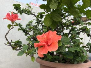Vibrant red-orange hibiscus blooms in a pot, surrounded by lush green leaves. The flowers' petals are open, contrasting against a white wall.