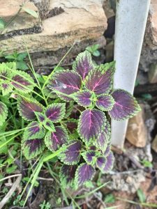 A colorful coleus plant with purple leaves edged in green growing beside a stone wall.