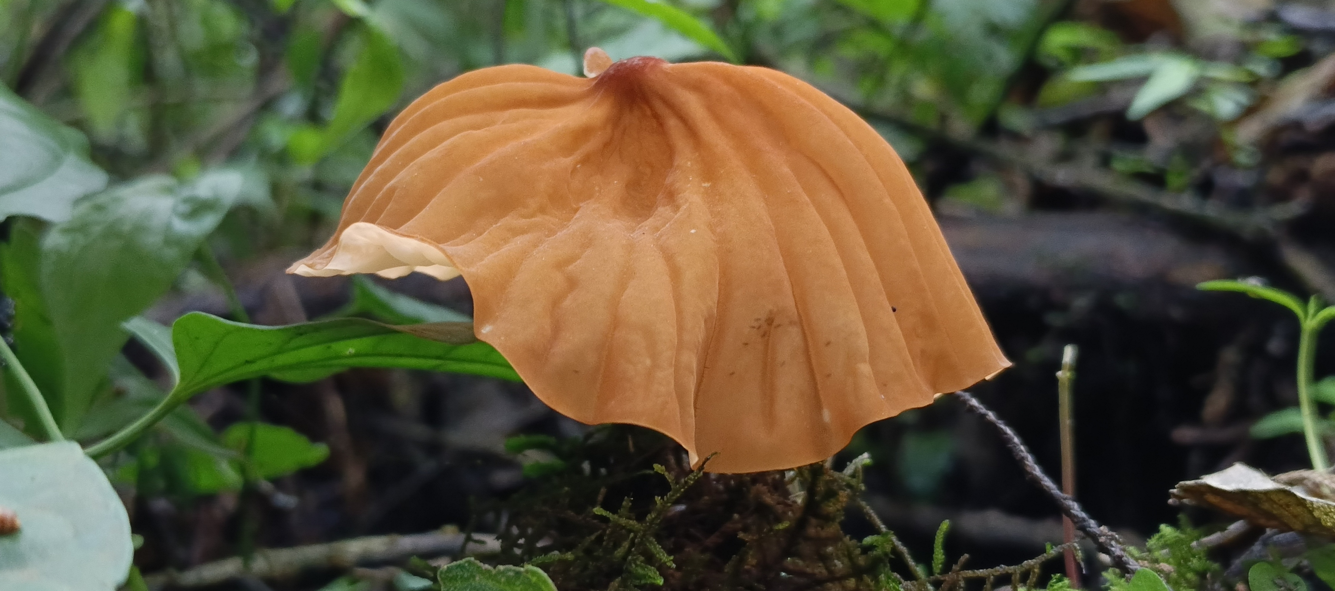 Large orange pleated fungus surrounded by green forest plants and damp wood.