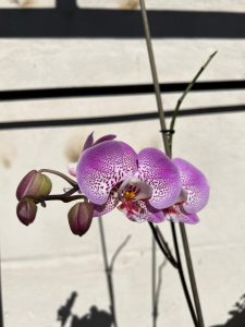 A close-up of a delicate orchid flower. The petals are predominantly a soft lavender-pink color, with dark purple speckles creating a beautiful contrast. The center of the flower features a bright yellow and white pattern, adding to its vibrancy. Alongside the blooming flowers, there are small, rounded buds that are not fully opened yet, suggesting
