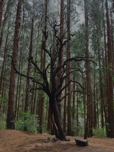 Charred tree with twisted branches standing among tall pine trees in a forest.

