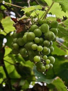 A fresh bunch of unripe green grapes hangs from a healthy vine, surrounded by vibrant green leaves. Natural light highlights the fruit and foliage, creating a peaceful garden scene. Captured in Kappad, Kozhikode, Kerala. 