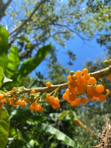 A close-up view of a branch adorned with clusters of small, round fruits
