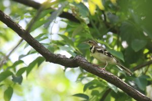 A forest wagtail perches on a dark branch among green foliage. It’s a distinctive wagtail with diagnostic wing and breast patterns. It has a prominent, whitish eyebrow with two black crescent-shaped bands on the upper breast; lower one wider when present. Upperparts are brown-gray with a greenish tinge.
