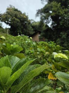 Green hydrangea leaves in sharp focus with a rustic countryside cabin softly blurred in the background.