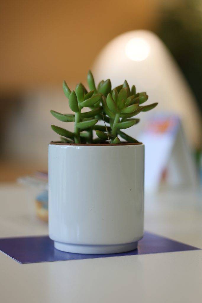 A vibrant green succulent in a white pot, sitting on a table in a cozy, softly lit room.