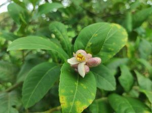 A close-up, sharp-focus shot of a delicate white lemon flower with yellow stamens and pinkish buds blooming on a large green leaf.
