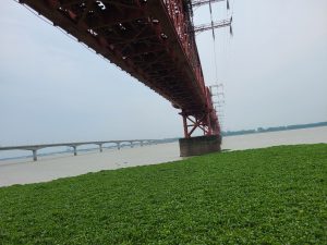 Low angle view of the reddish-brown cantilever bridge spanning a wide river, with a green patch of water hyacinths in the foreground and a concrete bridge visible in the distance under an overcast sky.
