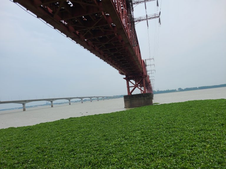 Low angle view of the reddish-brown cantilever bridge spanning a wide river, with a green patch of water hyacinths in the foreground and a concrete bridge visible in the distance under an overcast sky.