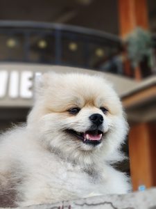 Fluffy, smiling Pomeranian with a cream-colored coat in a warmly lit indoor setting, evoking a cheerful and cozy atmosphere.