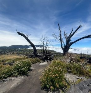 Burnt trees and green plants along a misty mountain path.
