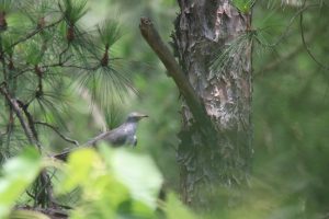 A gray bird Common Cuckcoo perches on a pine tree branch among dense greenery with lower part of the body covered by blurred green leaves in the foreground. The bird is holding two pine needles in its beak, possibly collecting nesting materials. The background consists of blurred pine needles and leaves, creating a natural, wooded setting.
