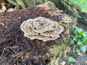 Cluster of large gray-brown mushrooms growing on a decaying log.