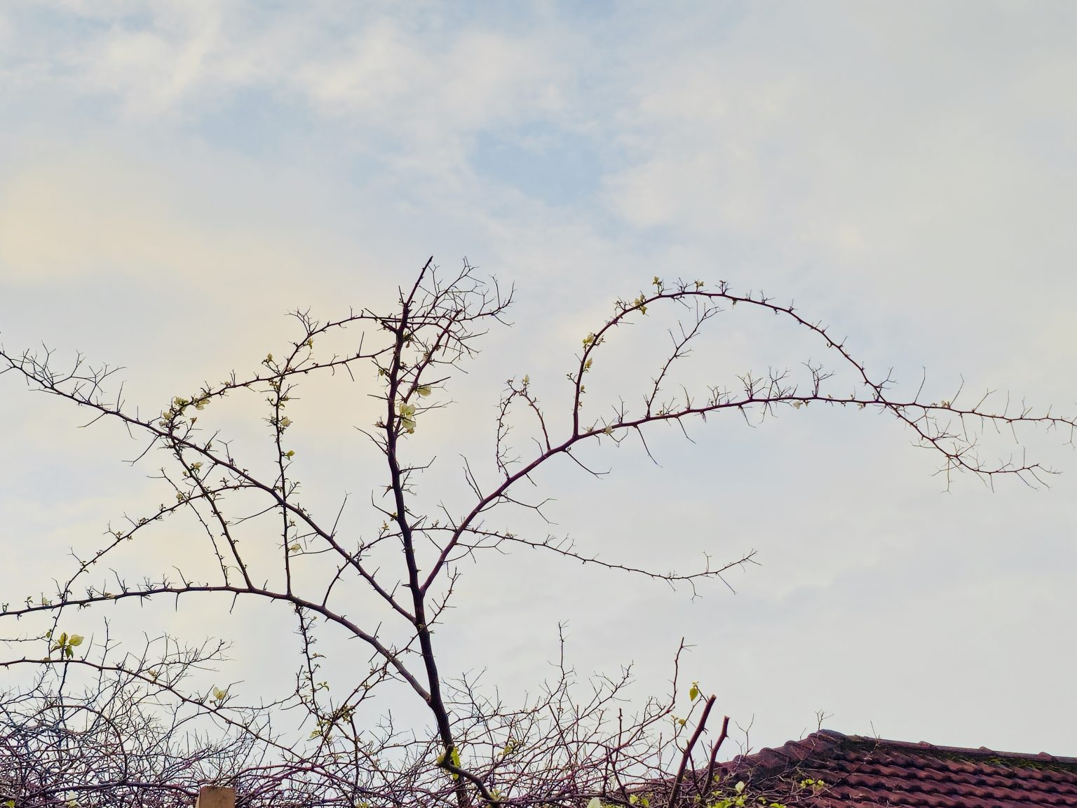 A thorny branch of Bougainvillea stretches gracefully across a soft evening sky, with tiny fresh leaves adding a touch of green. The simple silhouette creates a peaceful natural scene. Captured in Nadakkavu, Kozhikode, Kerala.