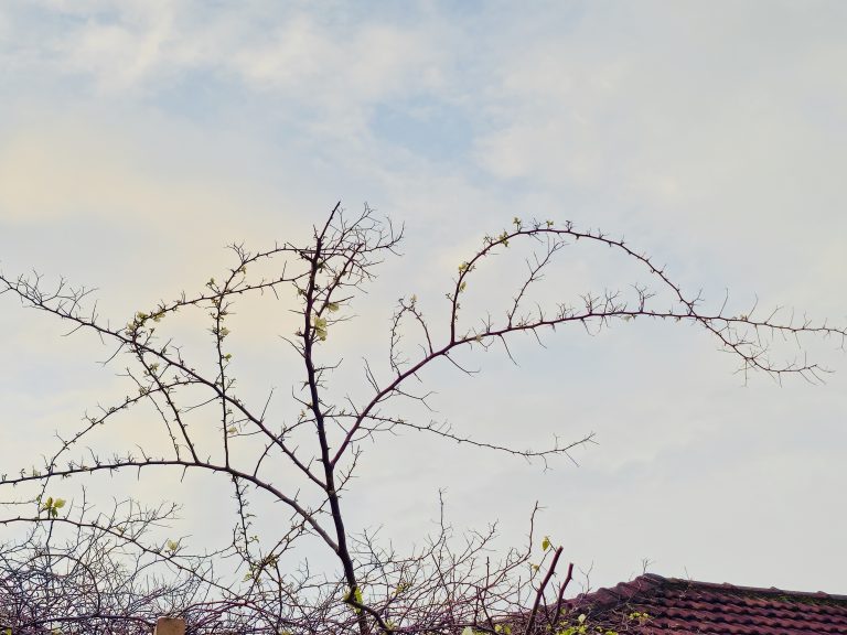A thorny branch of Bougainvillea stretches gracefully across a soft evening sky, with tiny fresh leaves adding a touch of green. The simple silhouette creates a peaceful natural scene. Captured in Nadakkavu, Kozhikode, Kerala.
